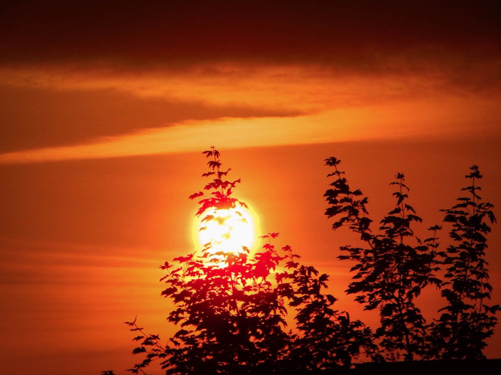 silhouette of tree during sunset