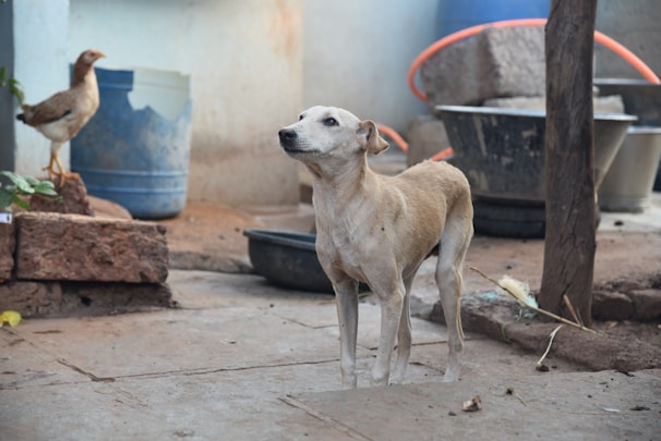 A tactical dog training product displayed in an outdoor setting.