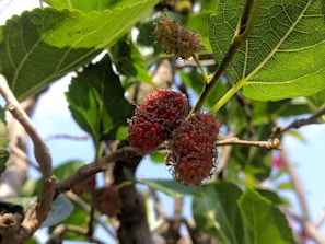 Hands gently harvesting mulberries from tangled branches under a bright sky.