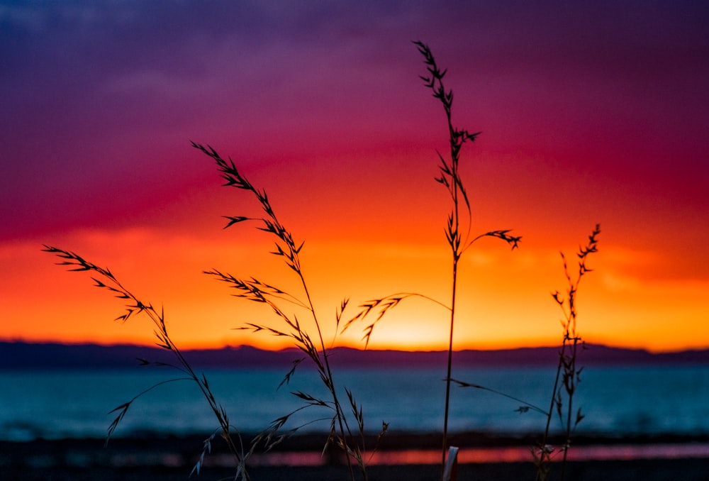 silhouette of grass during sunset