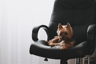 brauner langhaariger kleiner Hund auf schwarzem Leder-Chefsessel