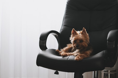 brauner langhaariger kleiner Hund auf schwarzem Leder-Chefsessel