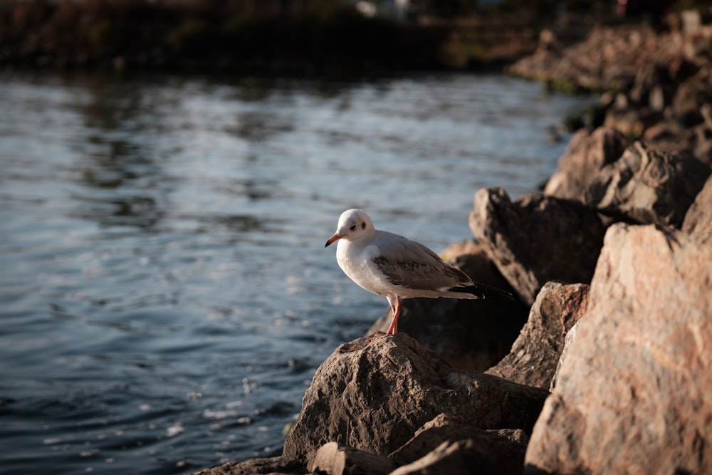 white and gray bird on brown rock near body of water during daytime