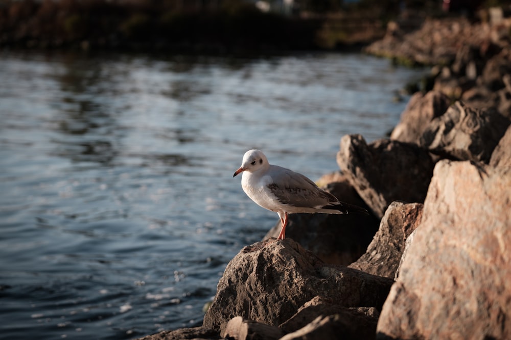 Oiseau blanc et gris sur la roche brune près du plan d’eau pendant la journée