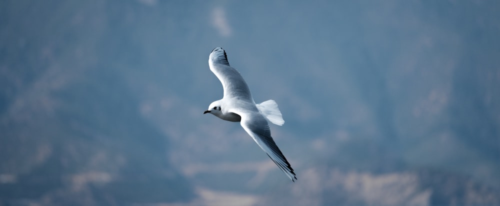 white bird flying in the sky