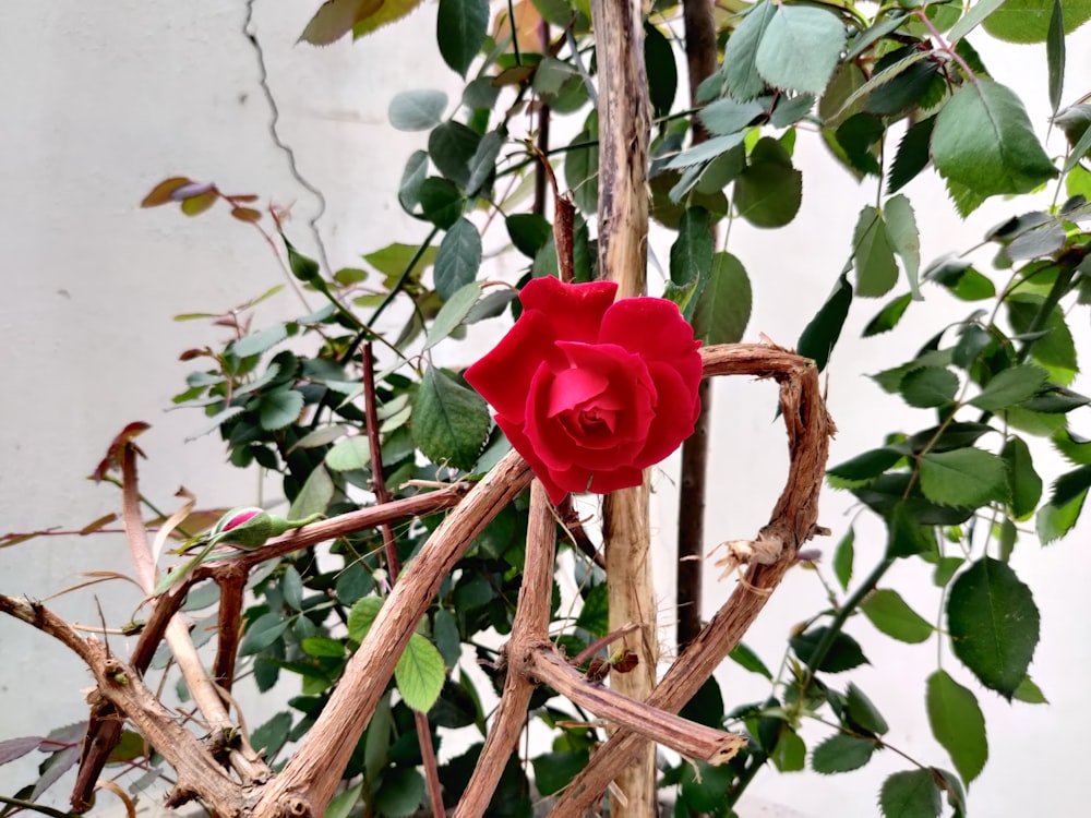 red rose in bloom during daytime