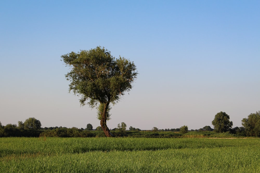 a lone tree in the middle of a field
