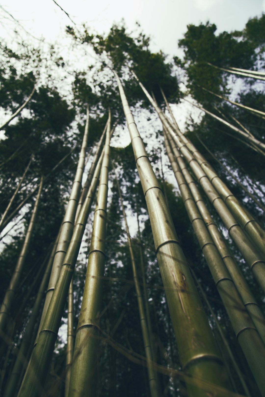 Bamboo Minecraft