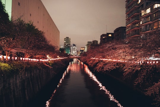 cars on road between high rise buildings during night time in Meguro River Japan