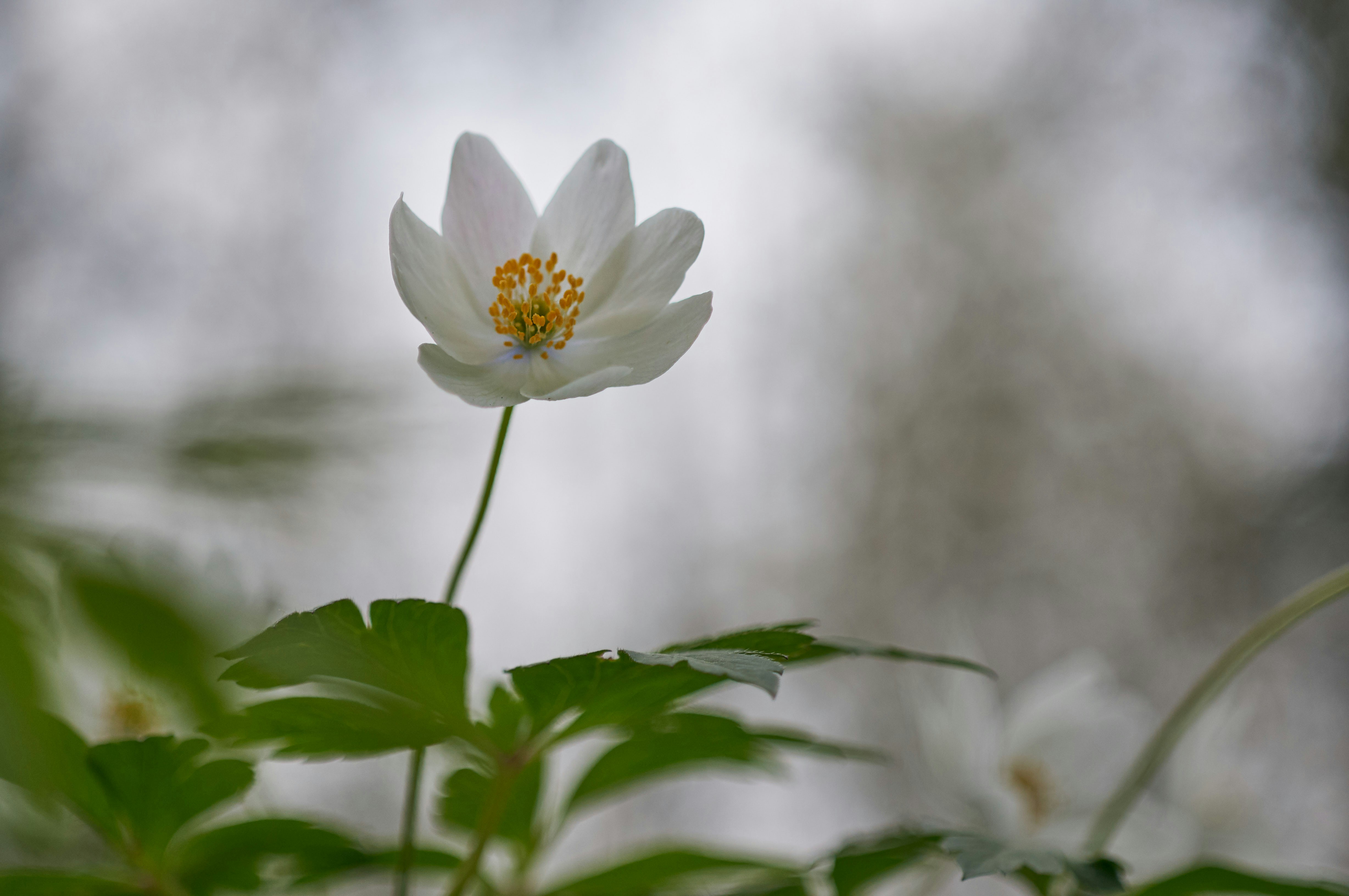 Photo by wolfgang_hasselmann