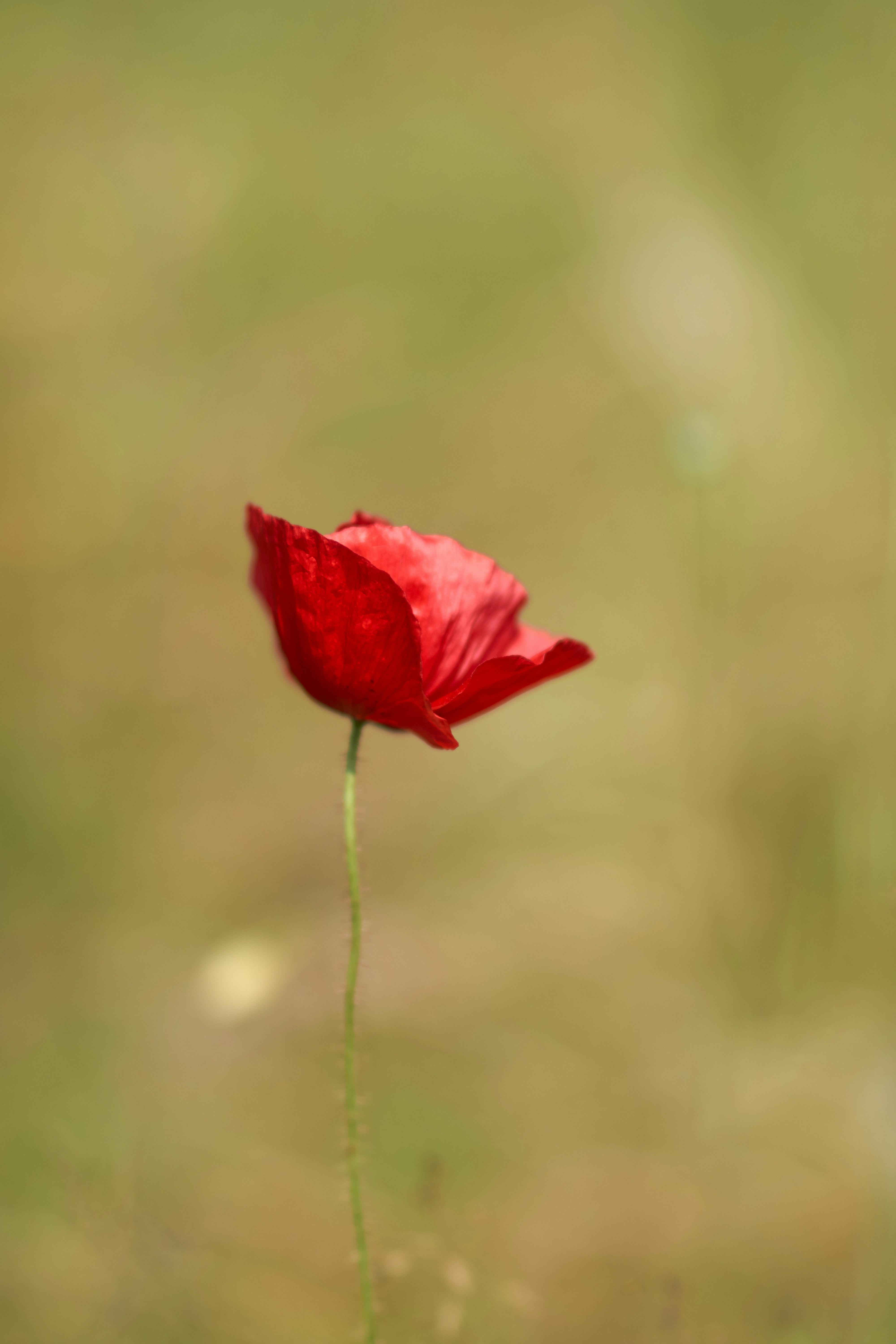 Photo by wolfgang_hasselmann