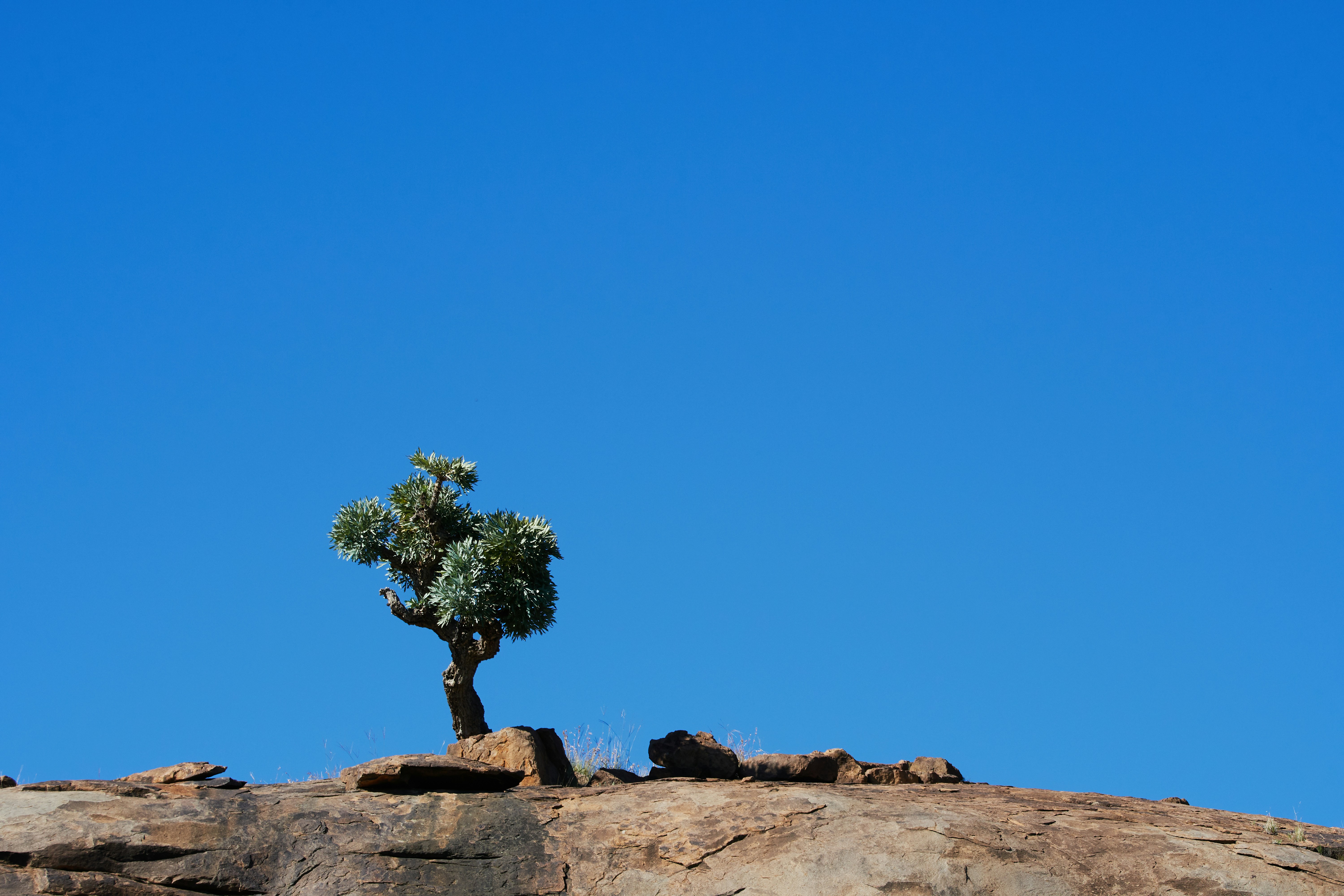 Photo by wolfgang_hasselmann