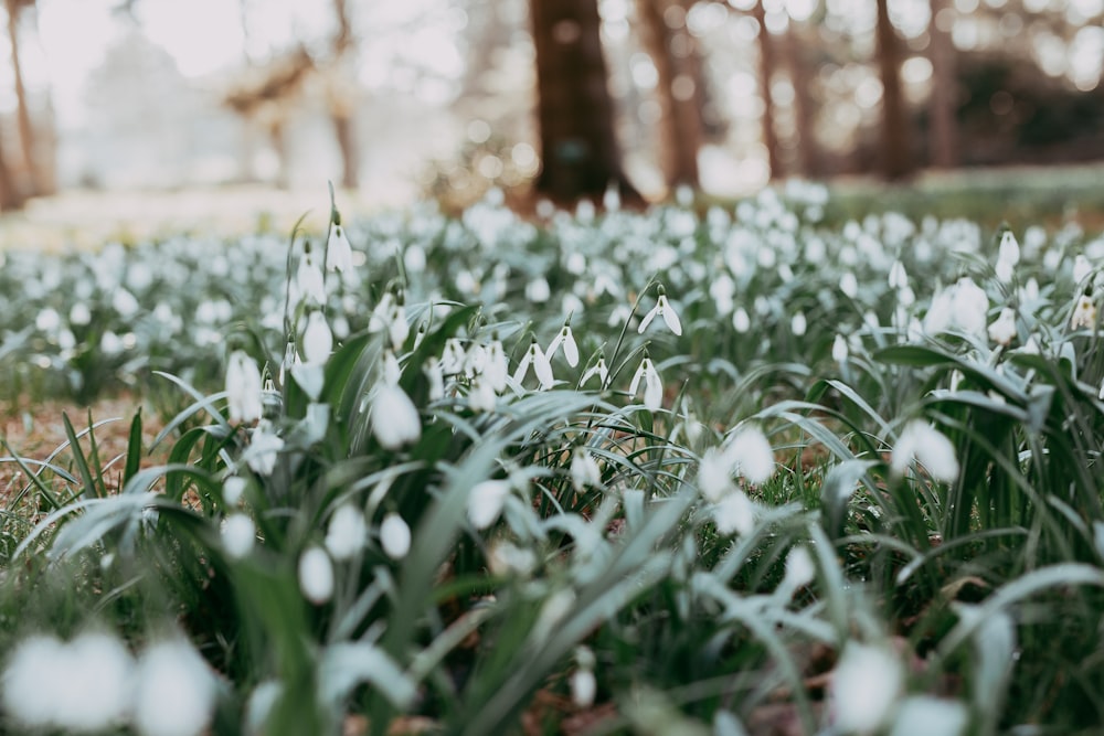 white flowers on green grass field during daytime