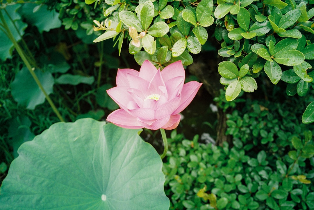 pink flower with green leaves