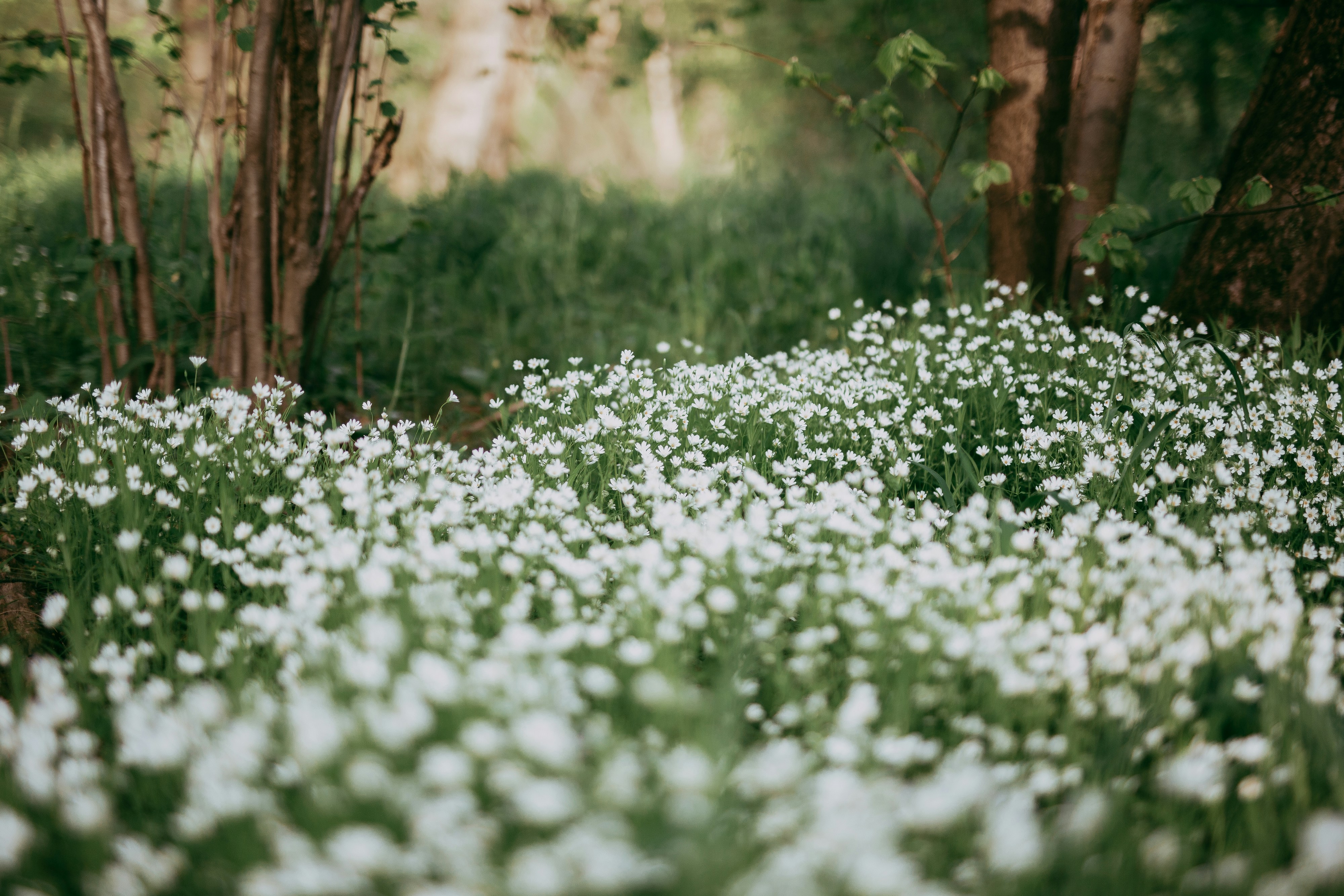 White flower field near brown trees during daytime photo Free Grey