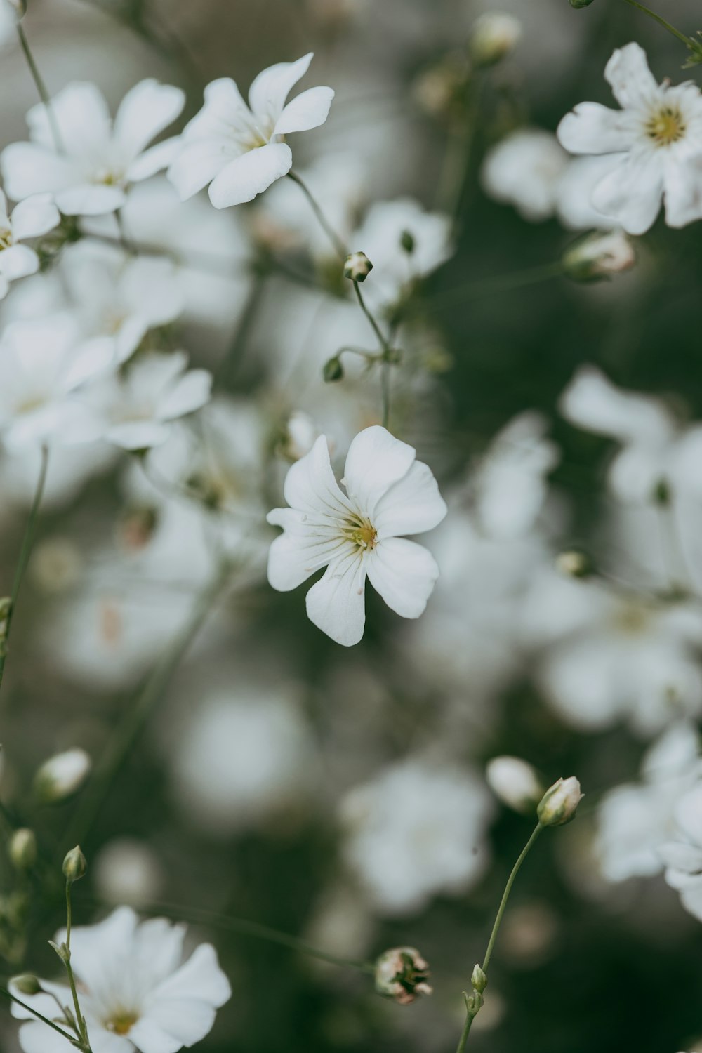 white flower in tilt shift lens