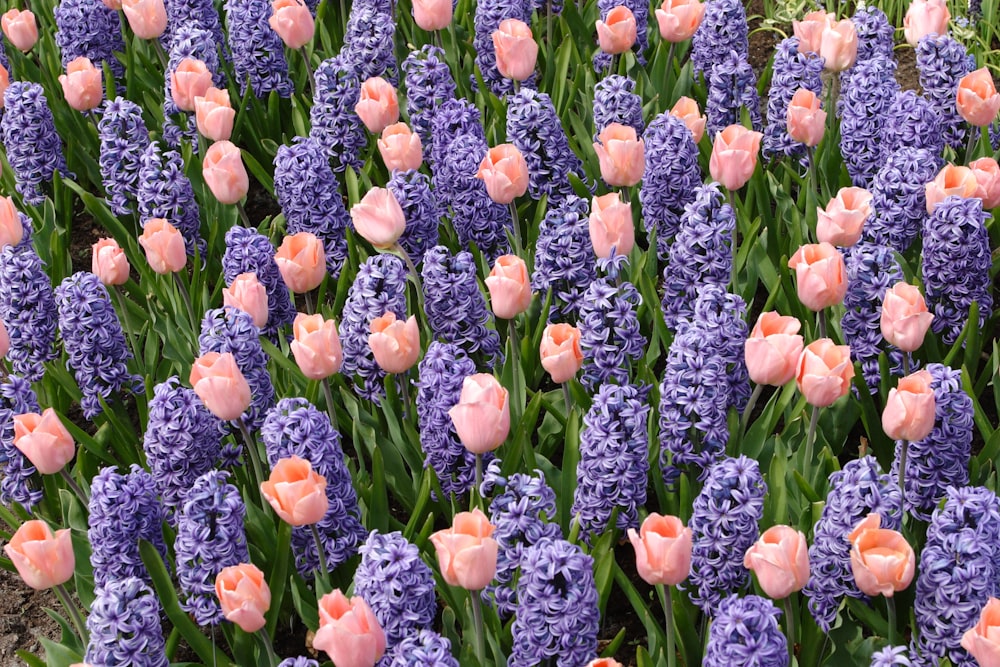 orange tulips field during daytime