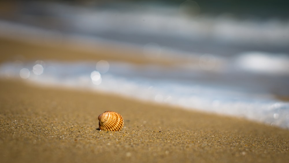 brown sea shell on brown sand during daytime