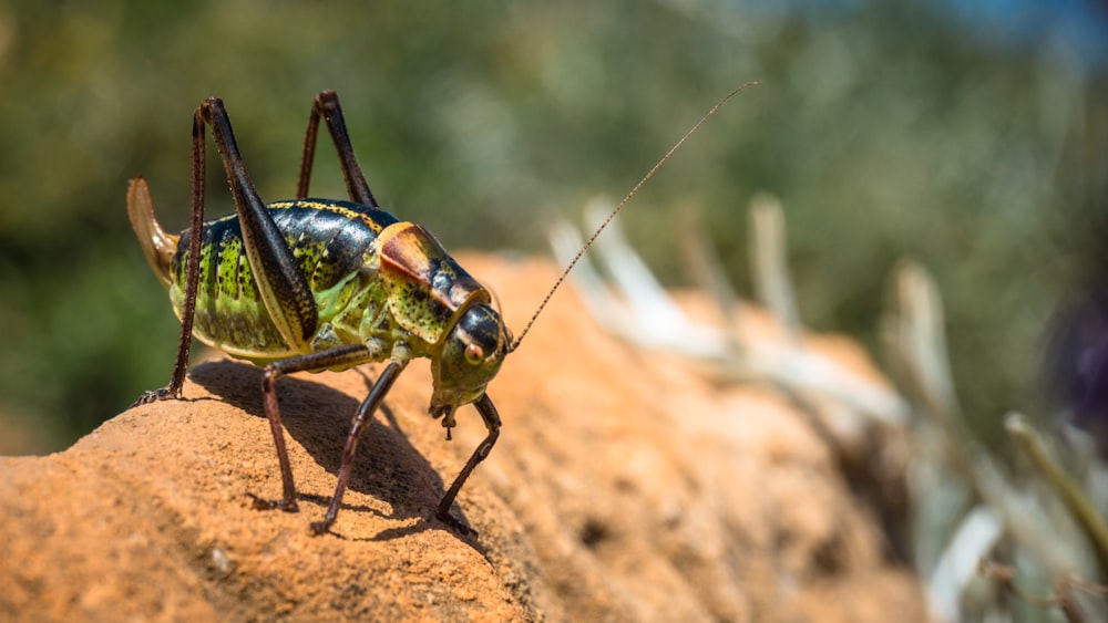 cavalletta nera e marrone su terreno marrone durante il giorno