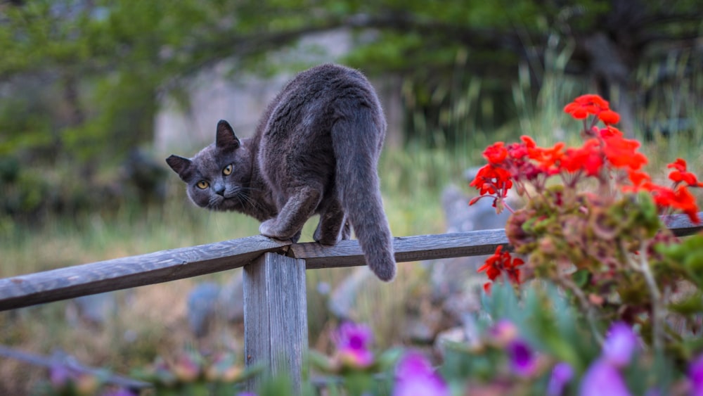 gatto nero su staccionata di legno marrone