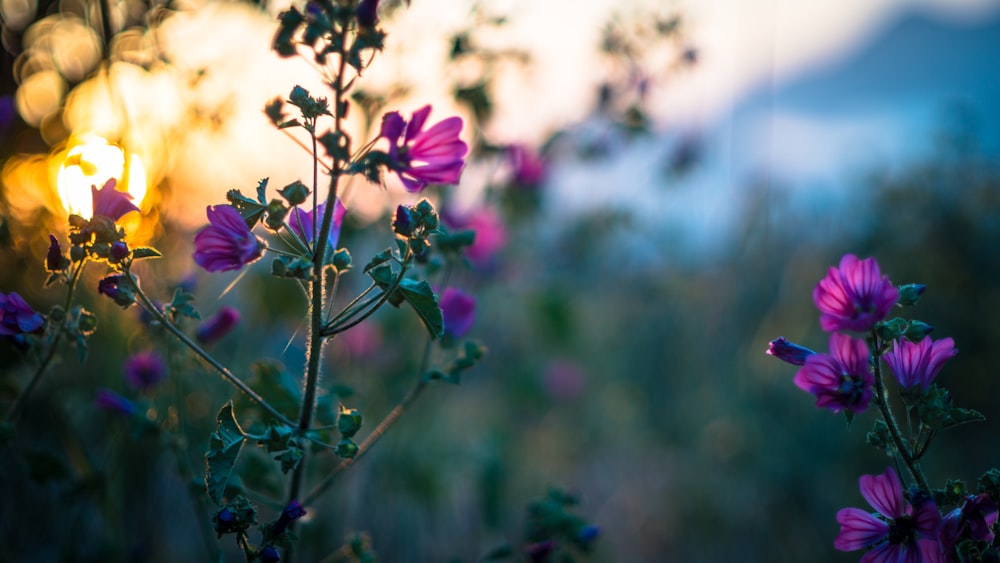 purple flower in tilt shift lens