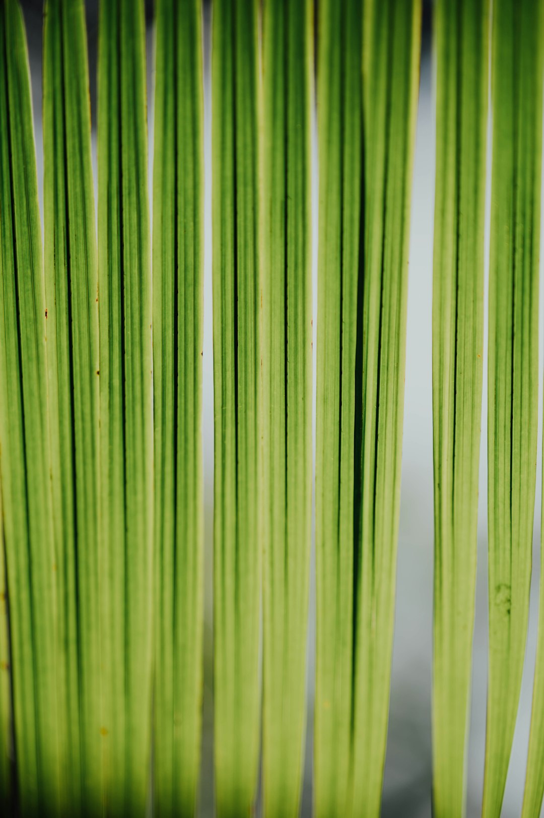 green bamboo plant in close up photography