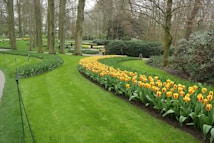 A beautiful garden landscape featuring neatly arranged beds of vibrant yellow and red tulips bordered by lush green grass. Tall trees with bare branches form a natural backdrop, and neatly trimmed hedges enhance the structured design. A few people stroll along pathways, enjoying the serene environment.