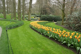 A beautiful garden landscape featuring neatly arranged beds of vibrant yellow and red tulips bordered by lush green grass. Tall trees with bare branches form a natural backdrop, and neatly trimmed hedges enhance the structured design. A few people stroll along pathways, enjoying the serene environment.