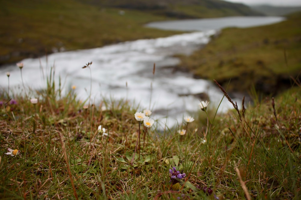 white and purple flowers on green grass field