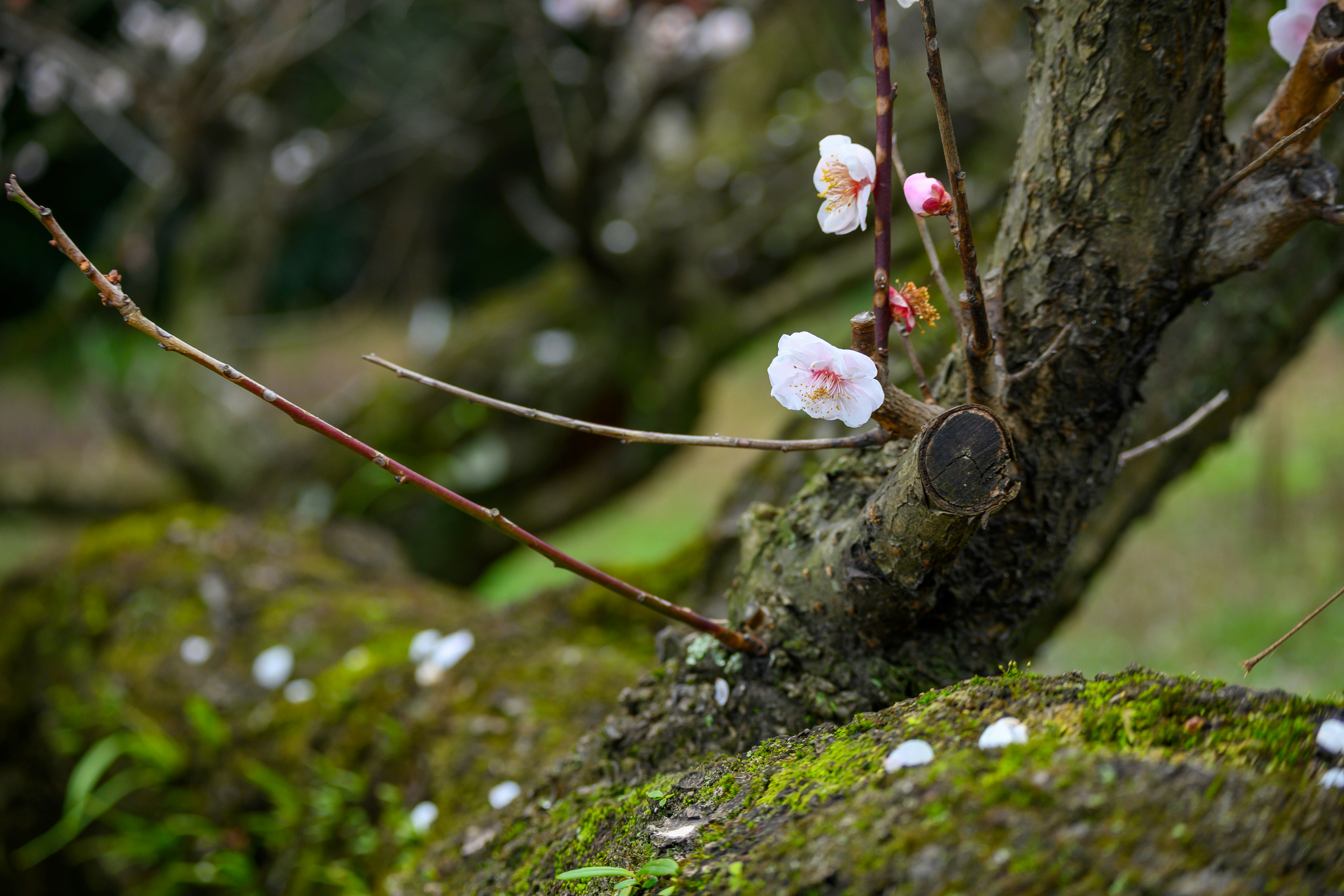 Satoru Kosaki — When Wishes Bloom: Make a Wish Now