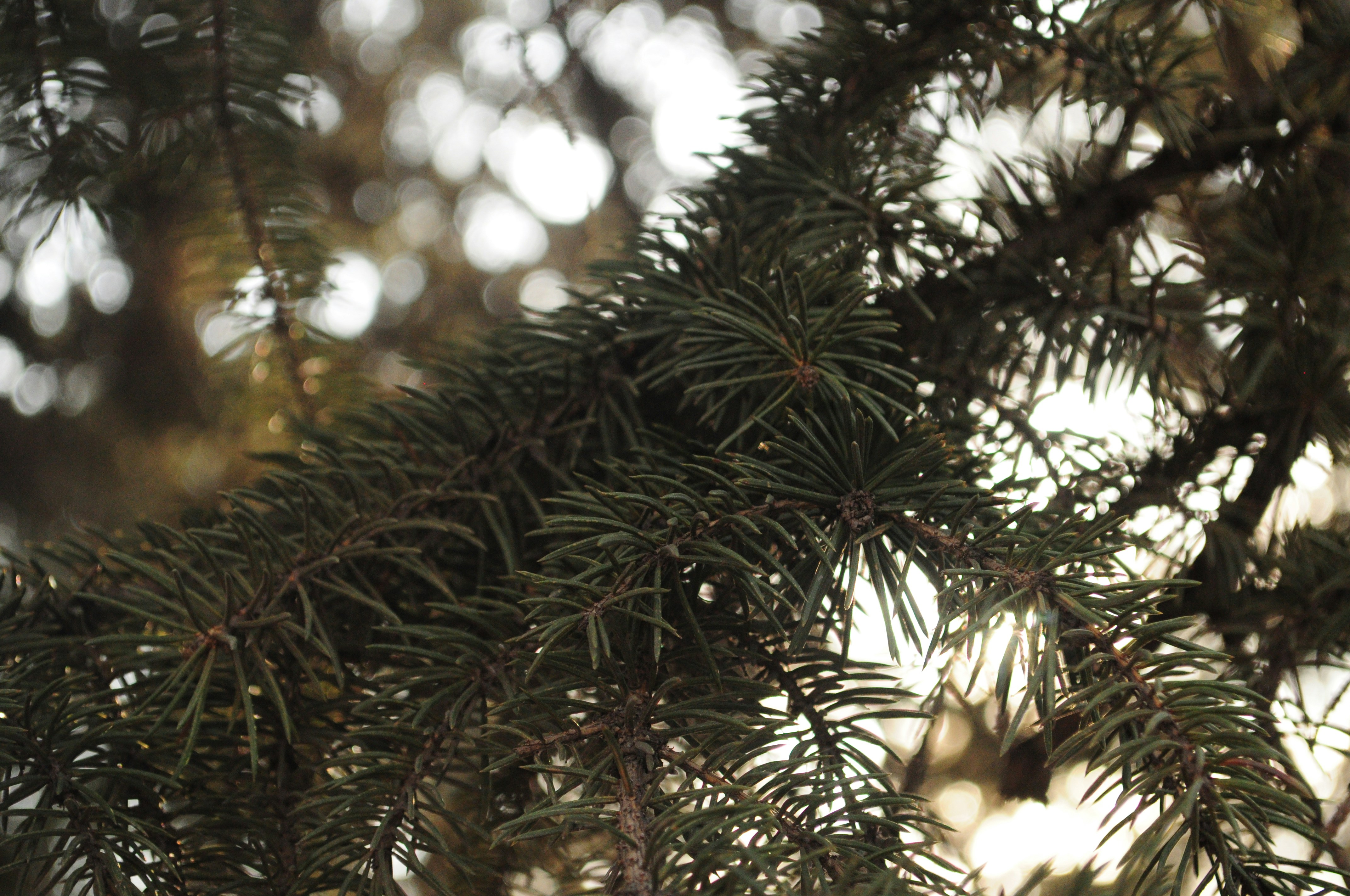 Photo by waterfallen