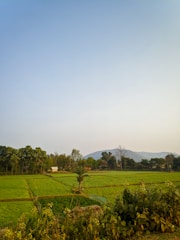 A lush green landscape featuring an open field with neatly divided sections of crops. In the background, a line of trees stands along the edge of the field, and a small structure like a farmhouse is visible. Beyond the trees, a range of low hills enhances the horizon. The sky above is clear, suggesting a tranquil and bright atmosphere.