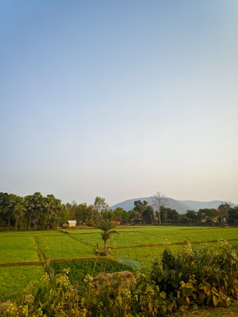 A lush green landscape featuring an open field with neatly divided sections of crops. In the background, a line of trees stands along the edge of the field, and a small structure like a farmhouse is visible. Beyond the trees, a range of low hills enhances the horizon. The sky above is clear, suggesting a tranquil and bright atmosphere.