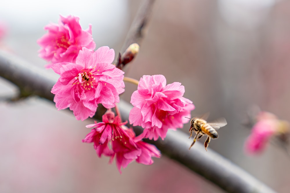 honeybee perched on pink flower in close up photography during daytime