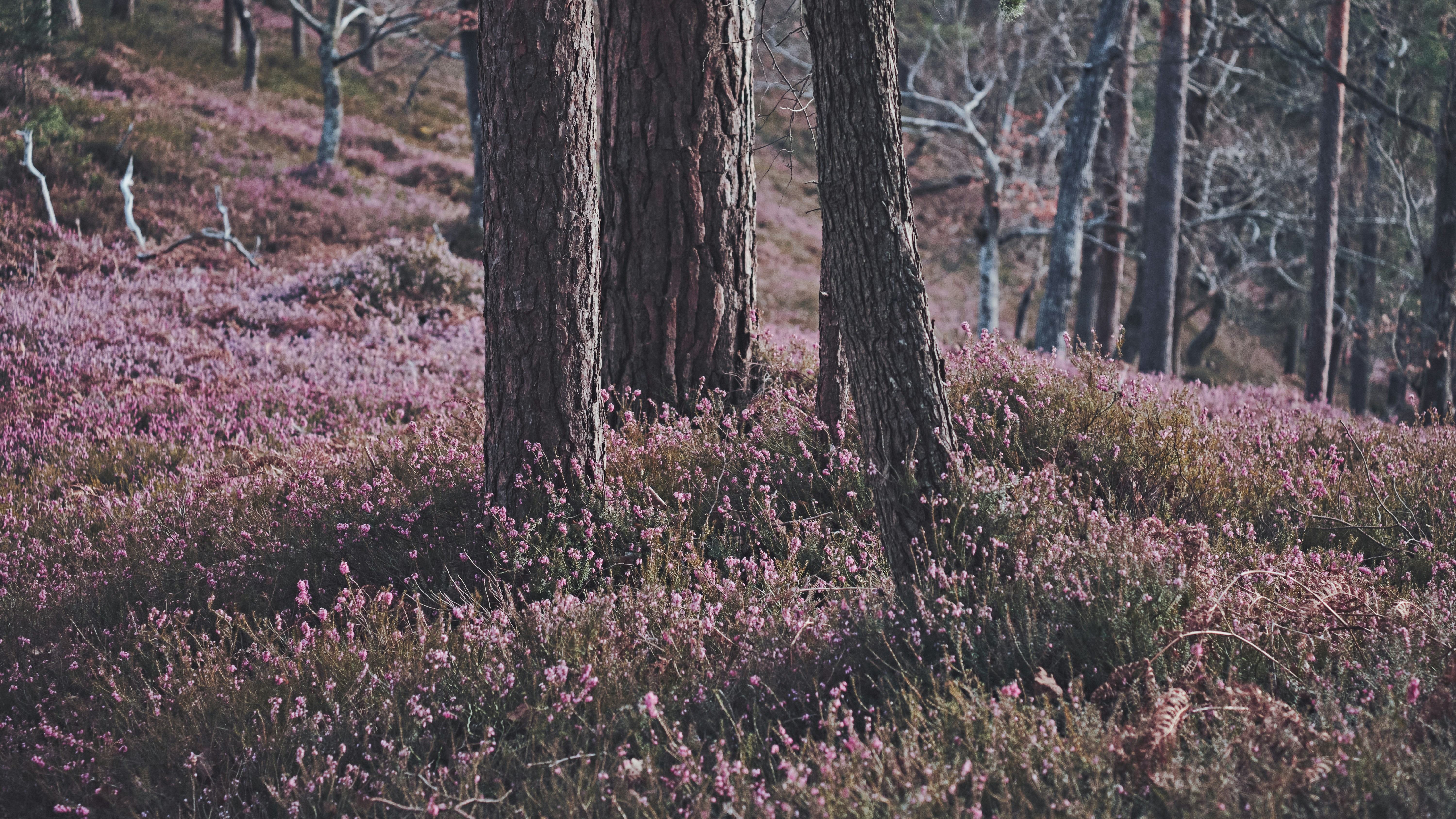 Photo by kristjankotar