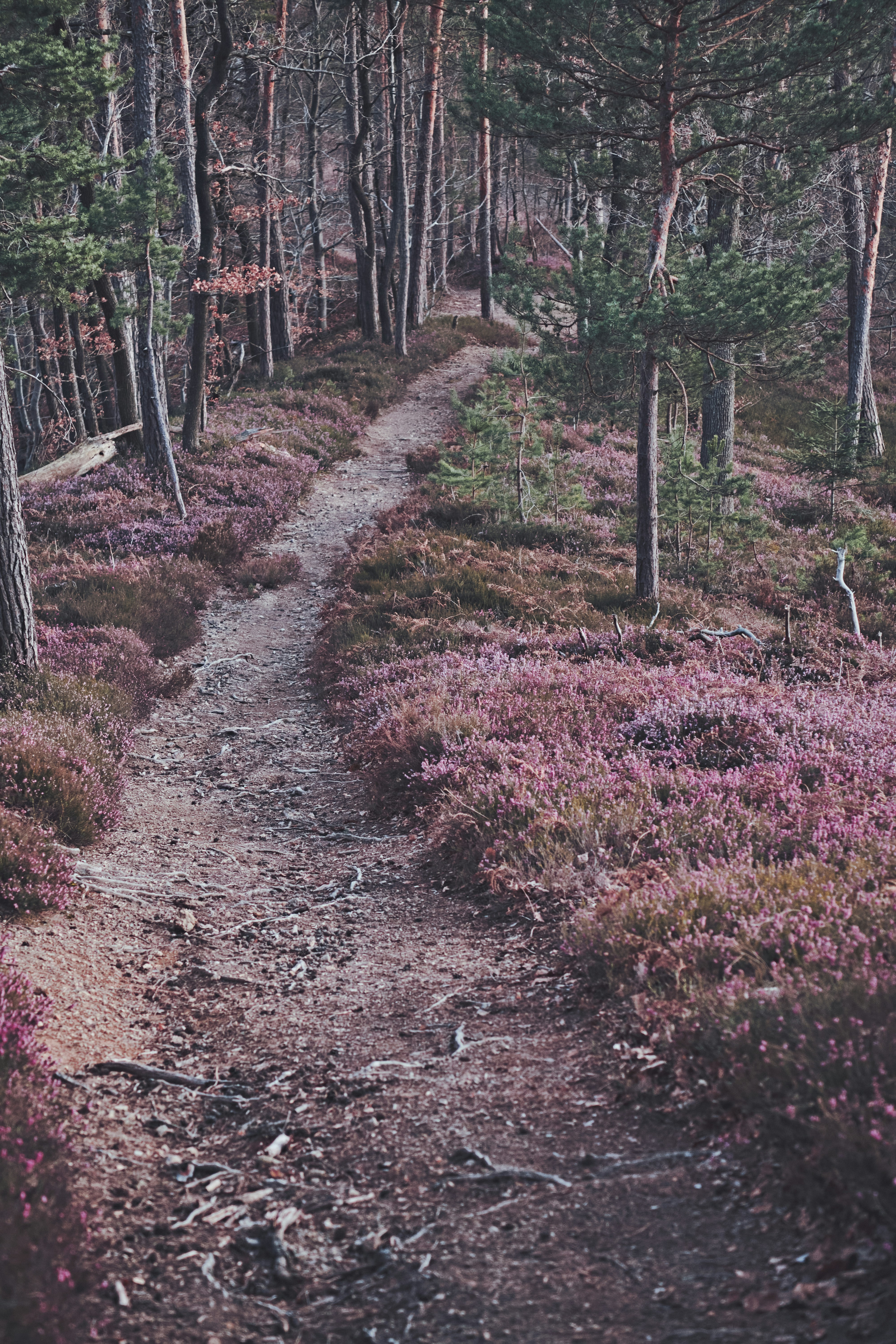 Photo by kristjankotar