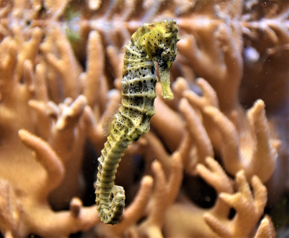 green and black sea creature