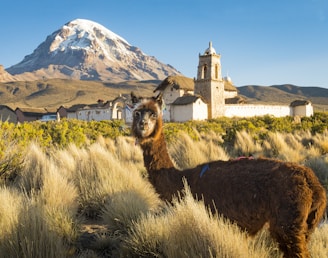A llama stands in the foreground amidst tall grasses in a highland landscape. In the background, a traditional stone church with a bell tower is visible, set against a towering snow-capped mountain. The sky is clear and blue, adding to the serene and majestic atmosphere.