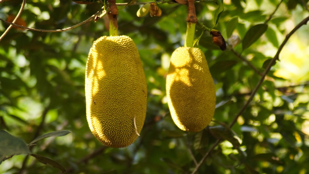 green fruits on tree during daytime