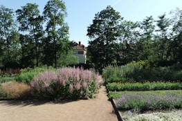 Peaceful garden path surrounded by blooming flowers and greenery at the family home.