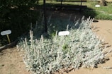 A well-maintained garden bed contains a dense growth of light grayish-green plants with tall, fuzzy stalks. Two informational signs are visible, indicating the botanical names of the plants. In the background, a wooden bench provides seating, partially shaded by surrounding foliage. The ground is dry and sandy, with some patches of grass visible further back.