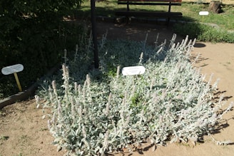 A well-maintained garden bed contains a dense growth of light grayish-green plants with tall, fuzzy stalks. Two informational signs are visible, indicating the botanical names of the plants. In the background, a wooden bench provides seating, partially shaded by surrounding foliage. The ground is dry and sandy, with some patches of grass visible further back.