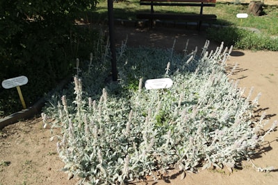 A well-maintained garden bed contains a dense growth of light grayish-green plants with tall, fuzzy stalks. Two informational signs are visible, indicating the botanical names of the plants. In the background, a wooden bench provides seating, partially shaded by surrounding foliage. The ground is dry and sandy, with some patches of grass visible further back.