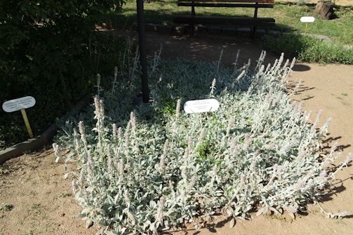 A well-maintained garden bed contains a dense growth of light grayish-green plants with tall, fuzzy stalks. Two informational signs are visible, indicating the botanical names of the plants. In the background, a wooden bench provides seating, partially shaded by surrounding foliage. The ground is dry and sandy, with some patches of grass visible further back.