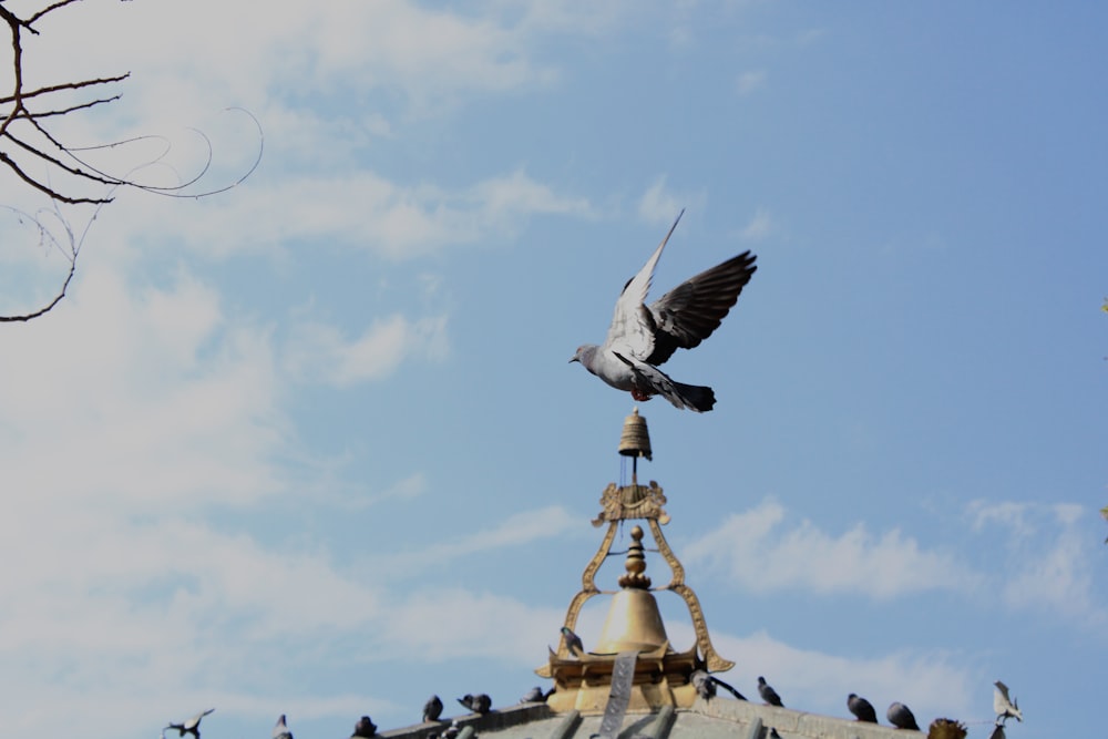 white bird flying over gold statue under blue sky during daytime