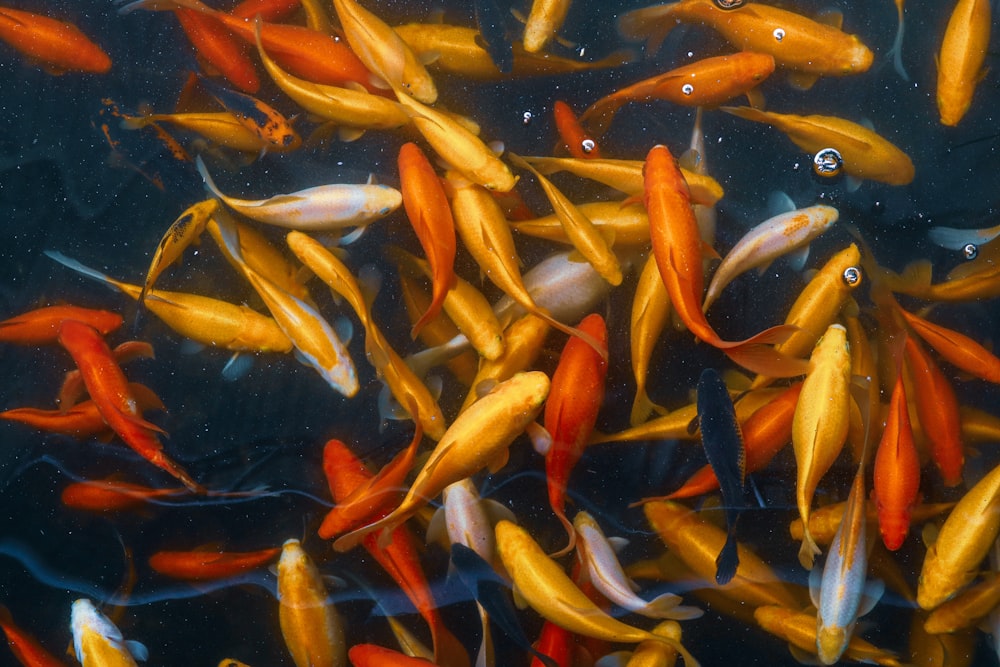 orange and white koi fishes