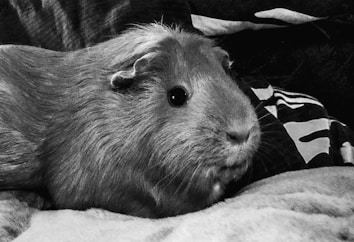 A close-up black and white photograph of a guinea pig resting on a soft surface. The animal's textured fur is prominently displayed, and its bright eye is focused on the viewer.