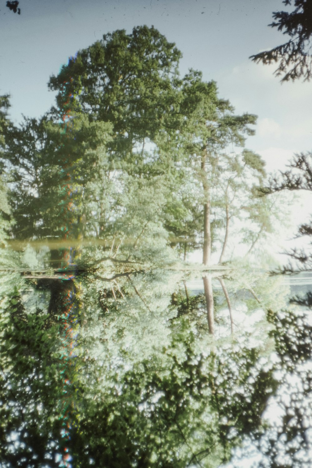 a picture of a tree in the middle of a forest