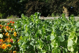 A sunlit garden corner with vibrant green plants and blooming flowers.
