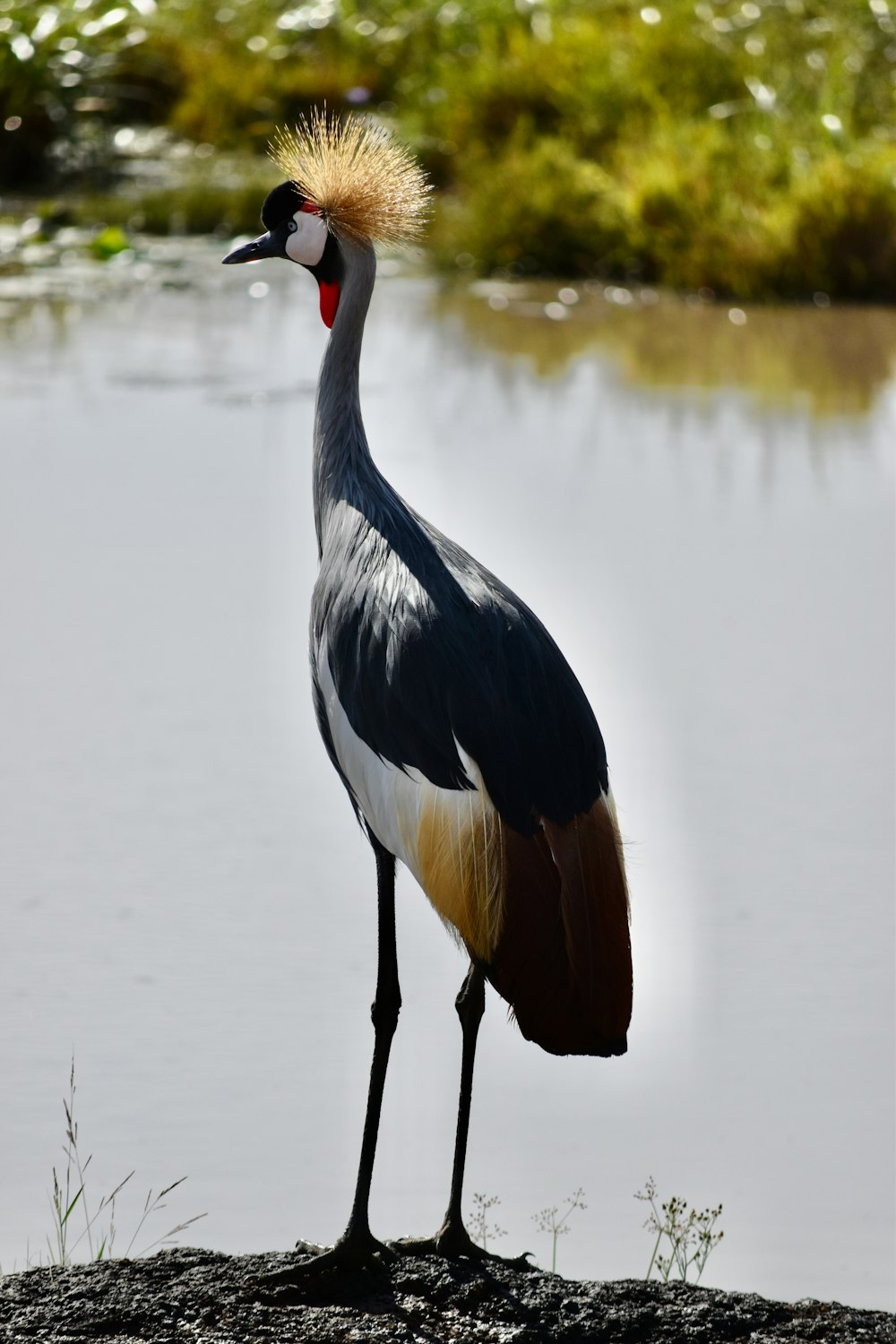 black and white long beak bird on body of water